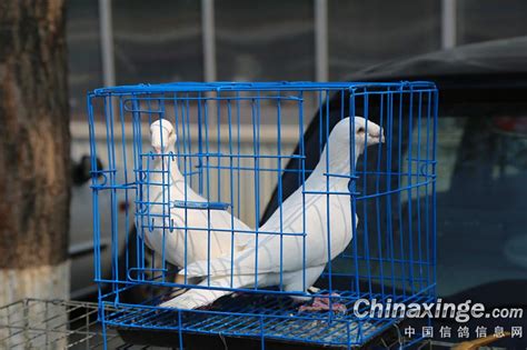 周末带大家了解一下北京主流观赏鸽-中国信鸽信息网相册