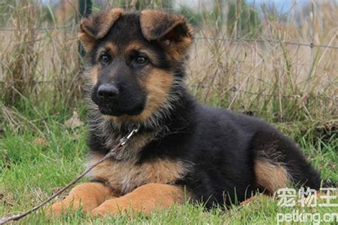 世界上最知名的十大警犬品种 德牧排第一_排行榜123网