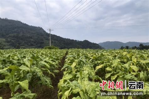 丽江市良马村的“烟香、茄香、家香” _www.isenlin.cn