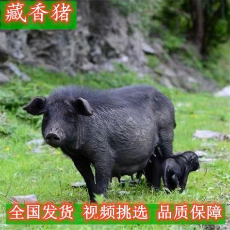 纯种藏香猪苗活体 藏香猪苗批发价格 四川藏香猪种猪-阿里巴巴