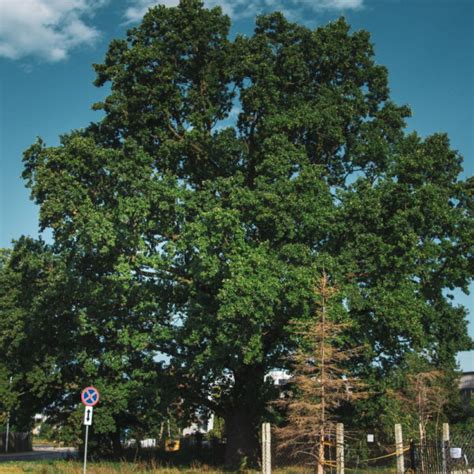 Warszawskie Drzewo Roku 2023 - Konkursy - Sztuka Krajobrazu