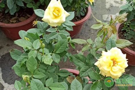 玫瑰花种子几月播种最好-藤本月季网