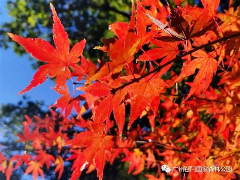红叶最佳观赏期！今年的红叶更靓！-新闻资讯-广州市石门国家森林公园