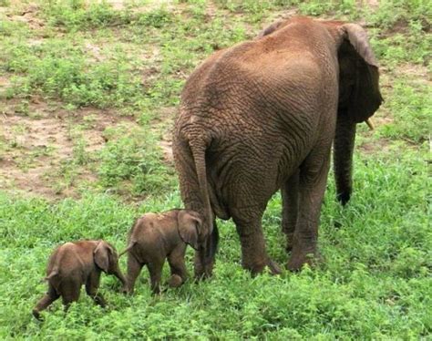 南非罕见双胞胎小象降生 与母亲形影不离受象群呵护[1]- 中国日报网_新浪新闻
