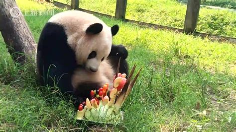 几天不见的重庆动物园大熊猫幼崽莽小五后肢力量大增……|大熊猫幼崽_新浪新闻