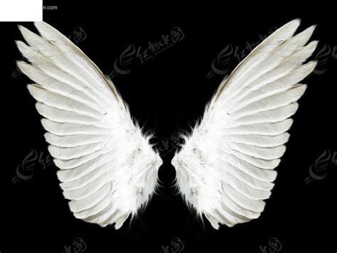 天使的翅膀图片素材_免费下载_svg图片格式_高清图片400006685_摄图网