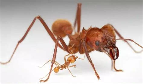 自己抓的蚂蚁能养出蚁后吗，自己抓了几只工蚁可不可以繁殖