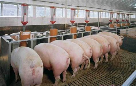 现代化养猪场建设|大型养猪场设计|养猪场图片 - 生猪全产业链垂直门户资讯网站！