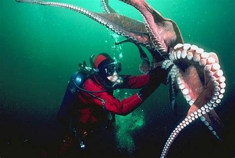 北太平洋巨型章鱼图册_360百科