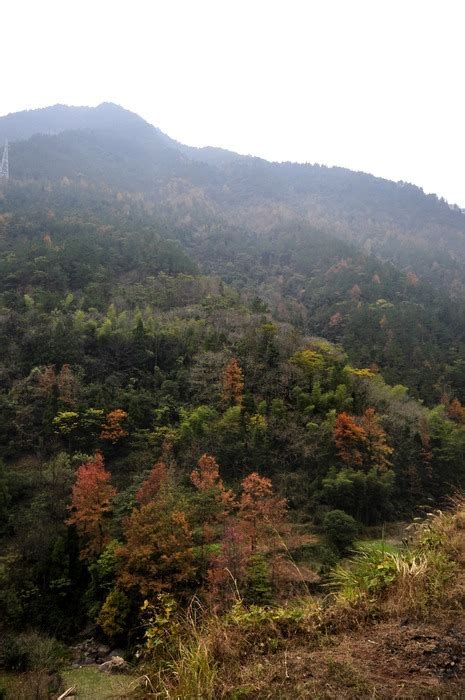 满山香图片