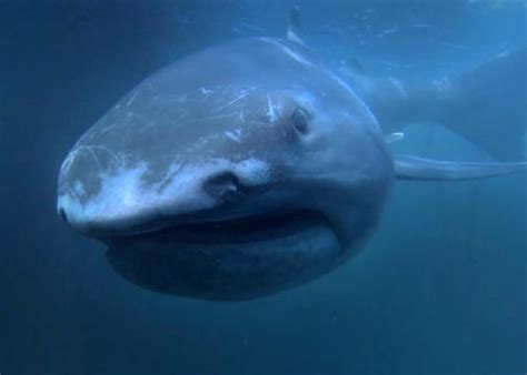 巨口鲨，最稀少神秘的鲨鱼|巨口|鲨鱼|大嘴鲨_新浪新闻