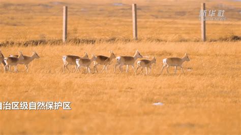 秋天内蒙古大草原上的羊群高清图片下载-正版图片500973969-摄图网