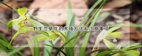 野生兰草花的养殖方法和注意事项 —【发财农业网】