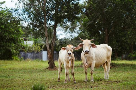 白牛与小牛在草地上牛与小牛高清图片下载-正版图片507351784-摄图网