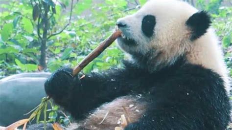 为什么人们叫大熊猫“国宝”？？谁知道？？？