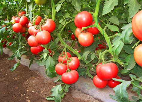 番茄膨大期用什么施肥比较好？番茄叶面肥喷施哪个肥好？_广而告之_191农资人 - 农技社区服务平台