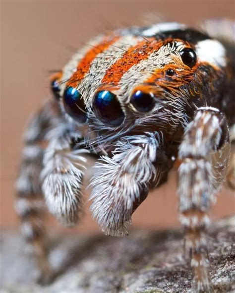 这只美美哒的蜘蛛叫什么？有毒吗？能好怎？| 果壳 科技有意思