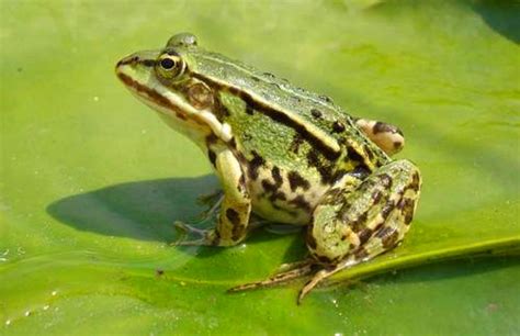 描写青蛙外貌的句子 - 青蛙的外貌描写_文易搜