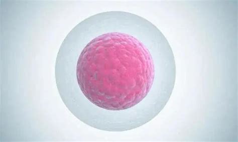 怎么知道自己的胚胎质量是好还是不好？_澎湃号·湃客_澎湃新闻-The Paper