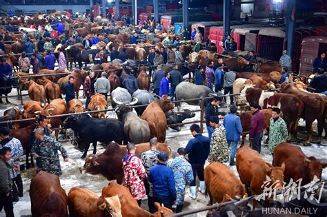 贵州小牛犊价格肉牛养殖门塔尔牛价格买肉牛到养殖场-阿里巴巴