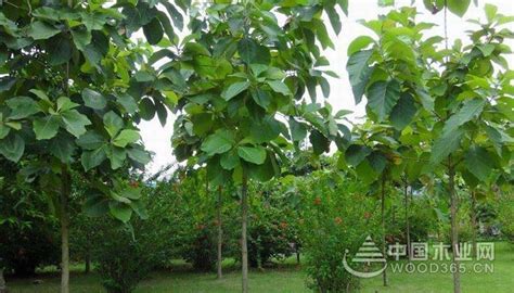 整木定制,柚木被誉为“万木之王”，世界公认的名贵树种_整木精配_资讯_中华整木网