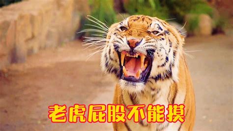 云南省昆明市野生动物园钓老虎自费项目被痛批 园方紧急表态将取消 - 神秘的地球 科学|自然|地理|探索