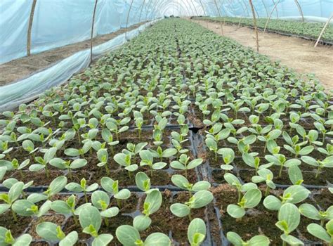 肃州：西瓜移苗栽种忙 铺就产业致富路