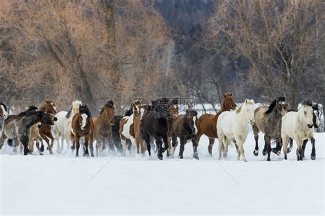 一群马在山上的雪中奔跑高清图片下载-正版图片503045536-摄图网