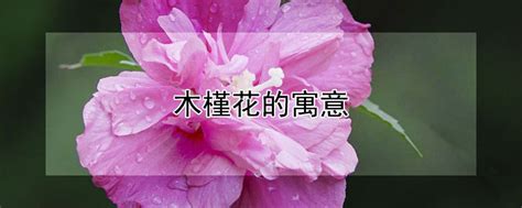 木槿花的寓意 —【发财农业网】