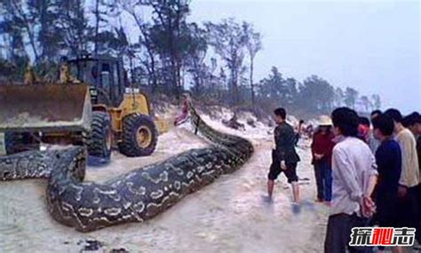 惊现100米长的巨蛇,100米长的蛇,100米长巨型蟒蛇_大山谷图库