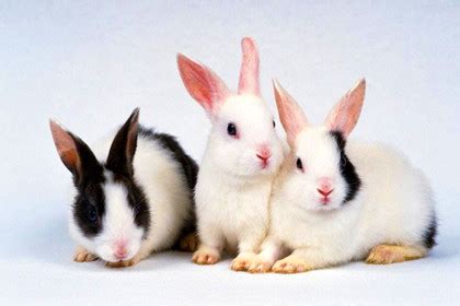 属兔的什么时辰出生最好-属兔的几点出生最好-属兔-华易网