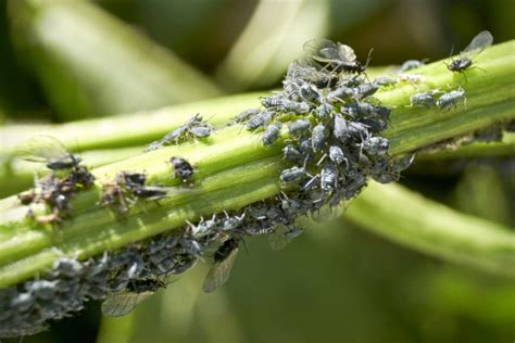 印度马哈拉施特拉邦普纳黑胶菌上的蚜虫高清图片下载-正版图片303617812-摄图网