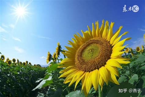 向日葵是向阳生长的，也会向阳转动，没有太阳时怎么办？|生长素|花盘|植物学家_新浪新闻
