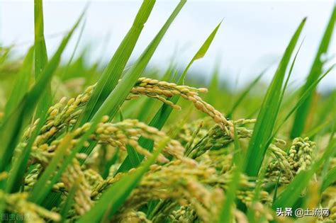 2022年水稻国家保护价多少钱一斤？具体提高了多少？最新标准来啦__财经头条