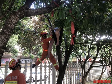 八旬老人为妻子爬树摘果子被困，消防紧急救援-三湘都市报