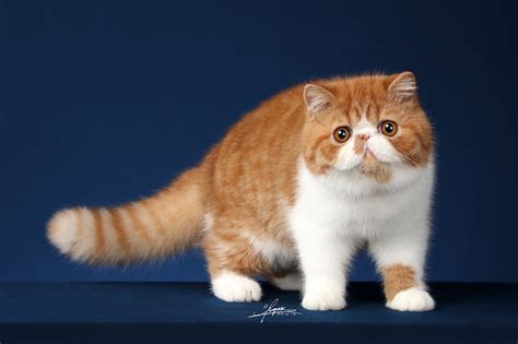一只可爱的加菲猫|摄影|动物|小尾巴照相馆 - 原创作品 - 站酷 (ZCOOL)