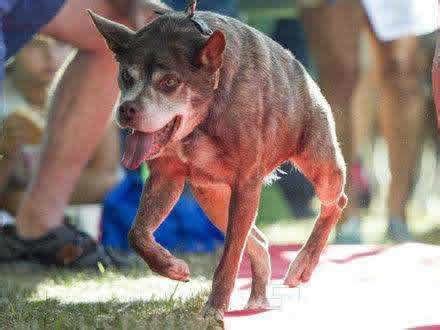 世界上最丑的狗：卡西莫多丑到令你忍俊不禁（图）_知秀网