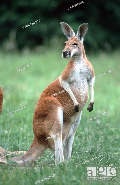 Red kangaroo (Macropus rufus) Giant Kangaroo, Stock Photo, Picture And ...