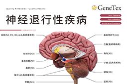 神经退行性疾病 | GeneTex中国官方网站