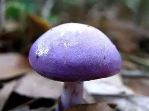 蘑菇测试图片