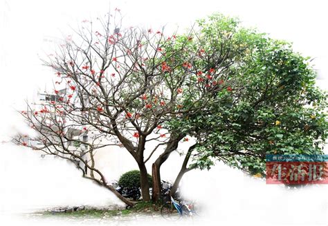 一棵红花火树高清图片下载_红动中国