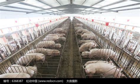 中国农业大学动物科技学院 新闻动态 【2013暑期社会实践】感受猪场生活，体验猪场经营