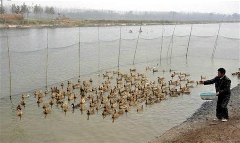 鱼鸭综合养殖池塘条件有哪些要,鱼塘里养鸭子对鱼有何影响 - 品尚生活网