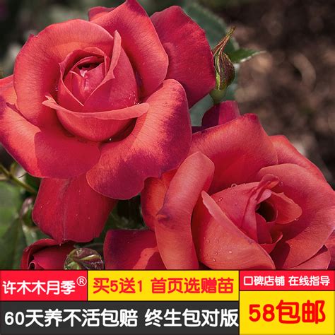 香水月季高清图片下载_红动中国