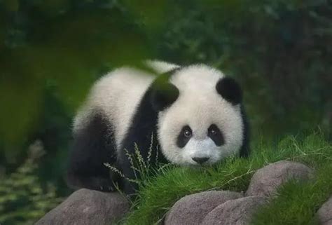 2022天山野生动物园大熊猫什么时候来新疆_旅泊网