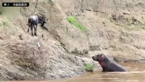 动物世界: 角马在水中被河马追杀_腾讯视频