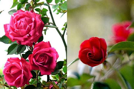 月季和玫瑰的区别在哪里 对比图解附两种植物图片-新闻中心-长景园林网