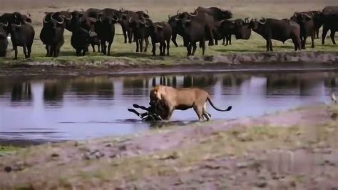 狮子捕捉水牛的诀窍原来狮子还有这样的战术_腾讯视频
