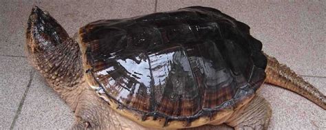 自产2014年石龟苗出售_石龟苗种价格_中国水产养殖网