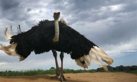 几维鸟“飞”到新西兰？扭曲的“平胸”鸟类进化史| 果壳 科技有意思
